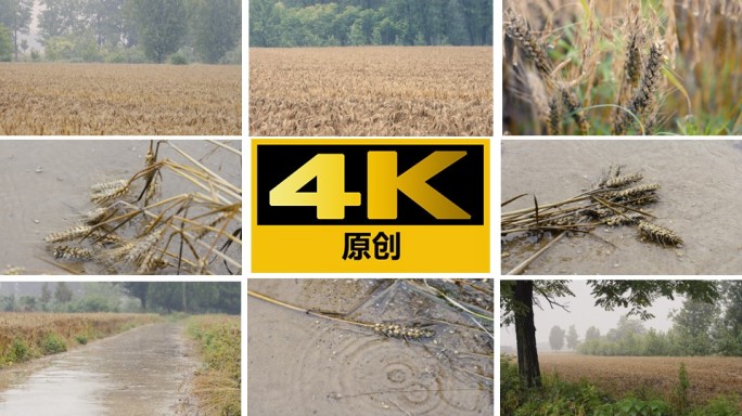 农作物受灾小麦倒伏连阴雨涝灾【4K】