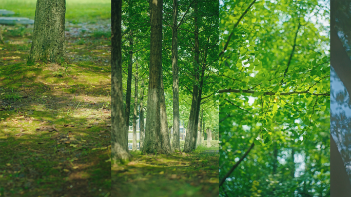 夏日夏天 竖屏空镜头 草木森林 光影斑驳