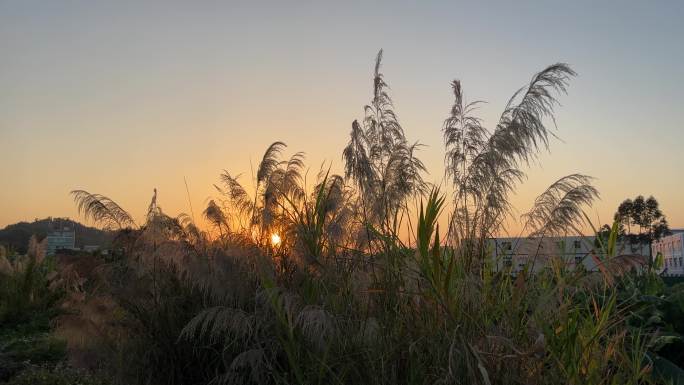 4K高清夕阳逆光下的芦苇草随风摇摆