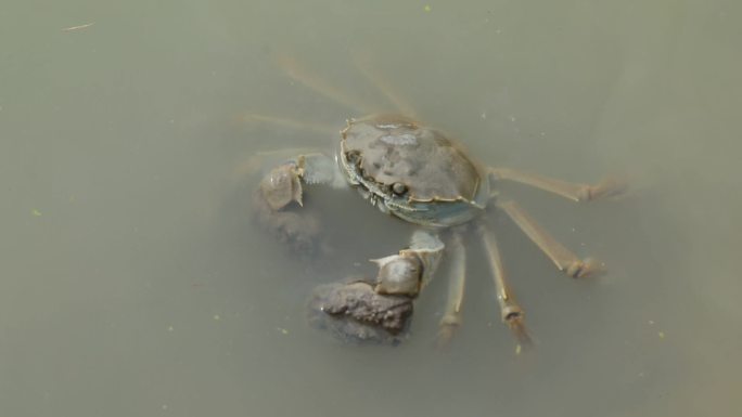 螃蟹特征 螃蟹上岸 螃蟹养殖塘 成年蟹