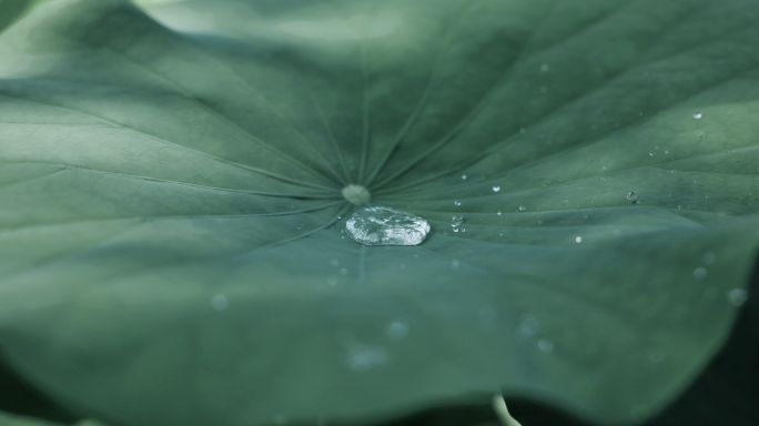 夏日荷叶水珠