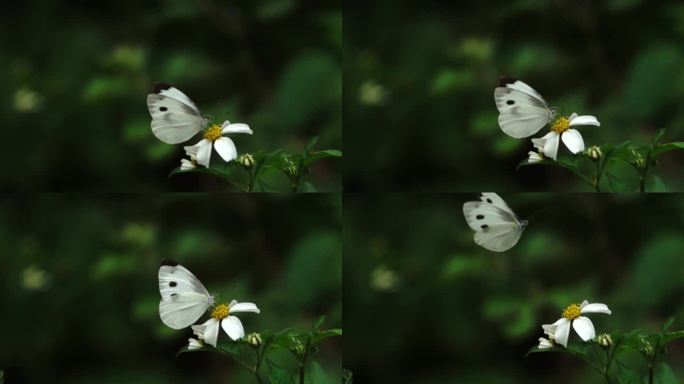 白色的蝴蝶在山野花丛中起飞瞬间慢镜头