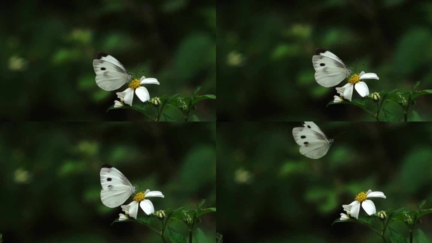 白色的蝴蝶在山野花丛中起飞瞬间慢镜头