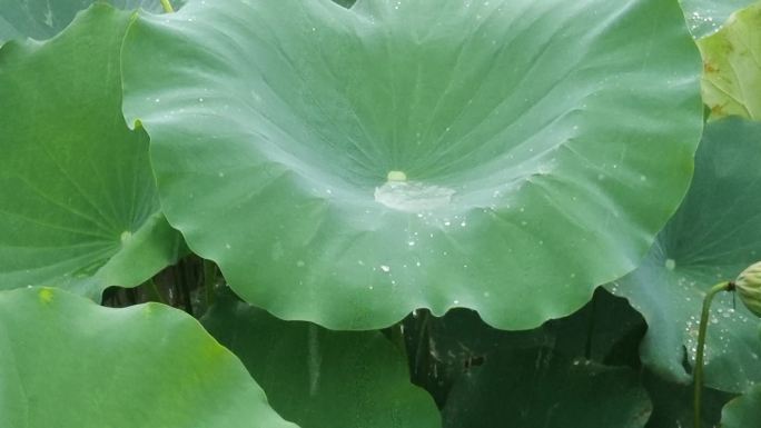 绿色诗意荷塘荷花夏雨雨荷忧伤伤感 雨点