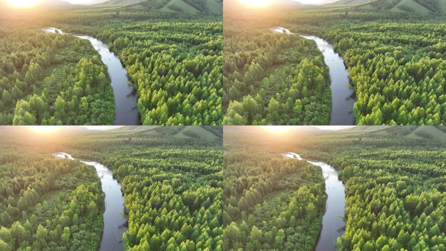航拍阳光照耀的森林河