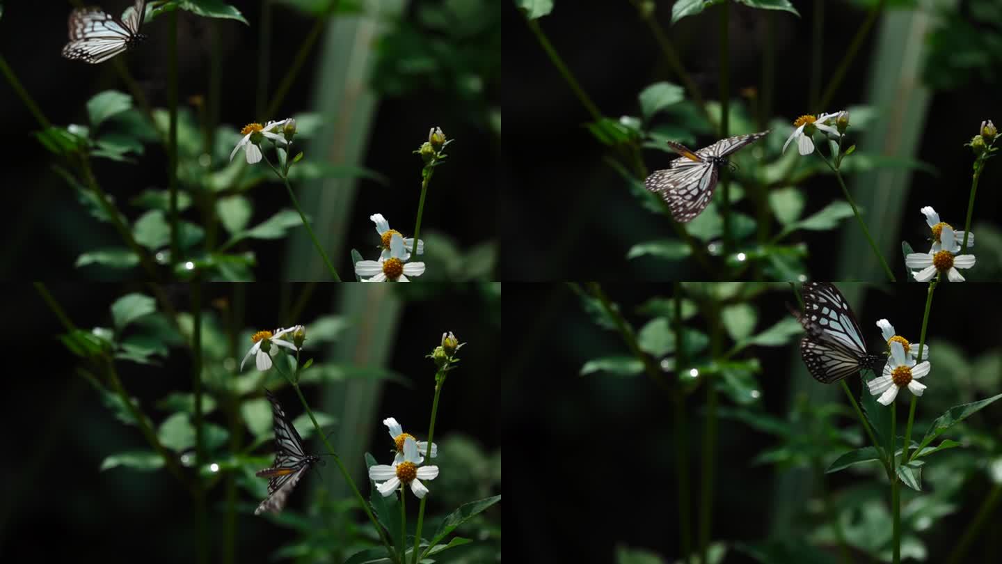 逆光清晰花斑大蝴蝶缓慢飞离花蕊离