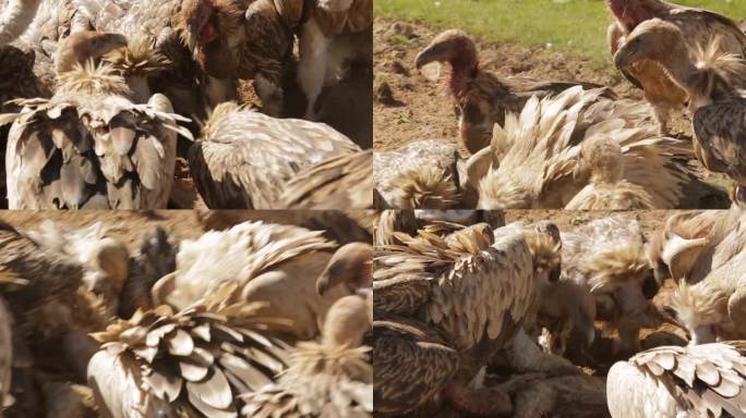 A1兀鹫争抢食物、近景、食腐动物