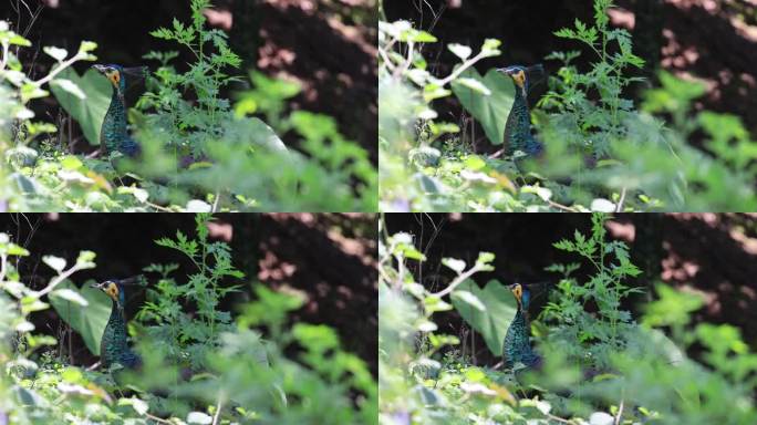 中国野生绿孔雀躲在草丛中
