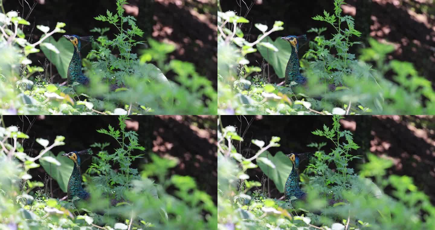 中国野生绿孔雀躲在草丛中