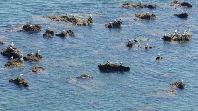 大海海面礁石上的海鸥
