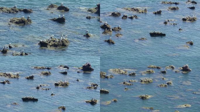 大海海面礁石上的海鸥