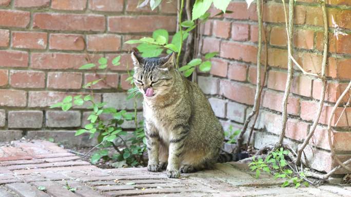 猫在墙角休息坐着张望舔毛