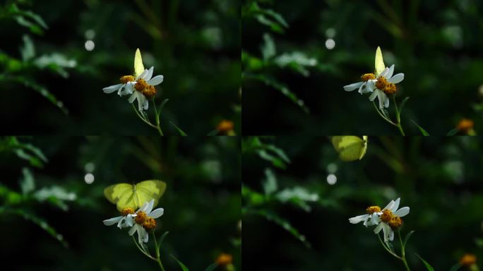 逆光清晰黄色大蝴蝶缓慢飞离花蕊离开画面