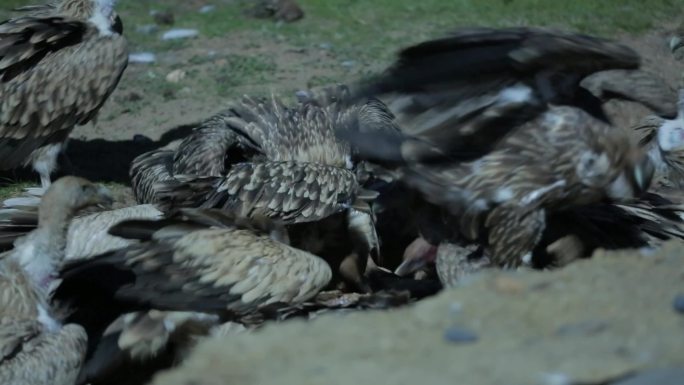 A1一群高山兀鹫抢食、野生动物