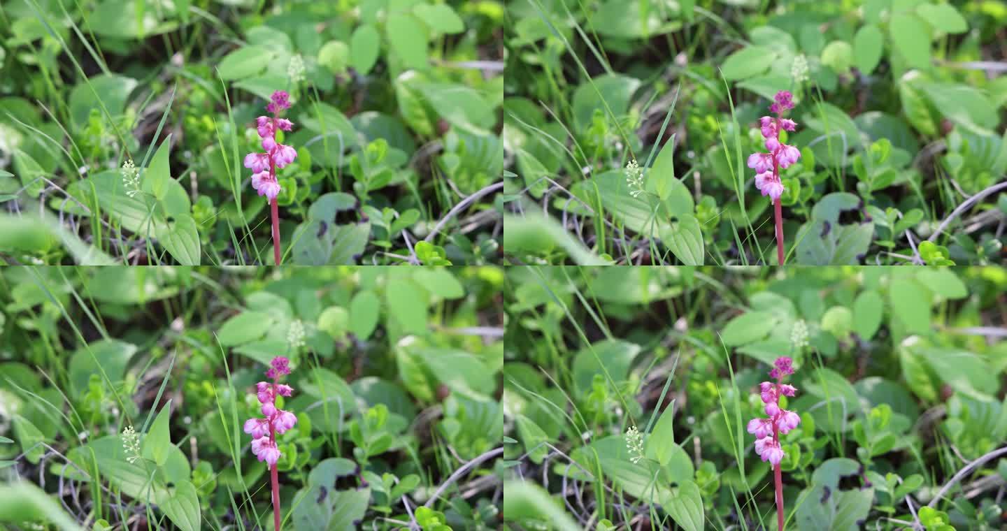 野生药用植物：红花鹿蹄草