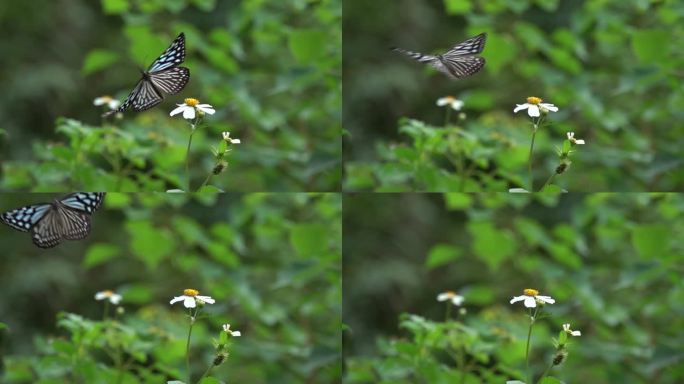 花瓣大蝴蝶 扇动 巨大的翅膀飞离画面膀4