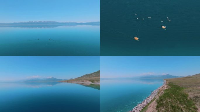 新疆-伊犁-镜面赛湖-野鸭子