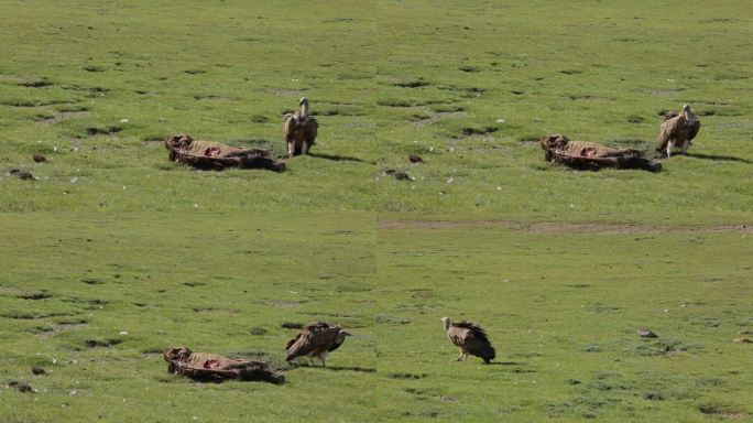 A1高山兀鹫觅食、近景