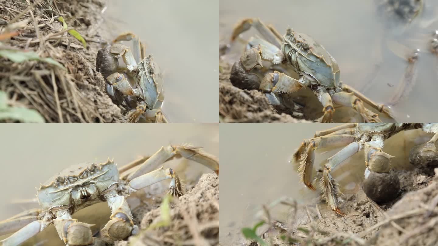 螃蟹养殖 螃蟹特征 爪子绒毛 螃蟹特写