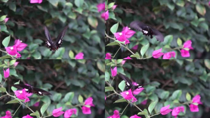 黑色花斑大蝴蝶在三角梅花丛中