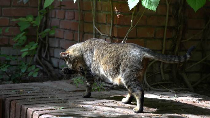 猫散步狸花猫街道走动