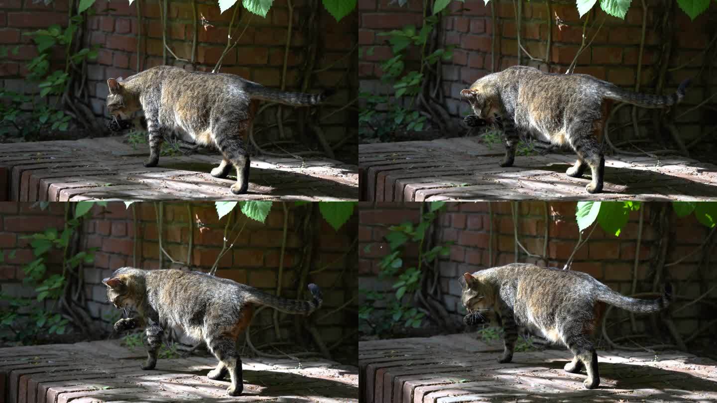 猫散步狸花猫街道走动