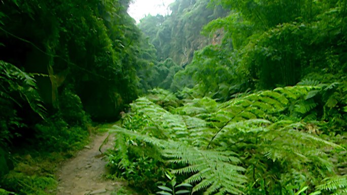 竹林 林间小路 风景 溪水