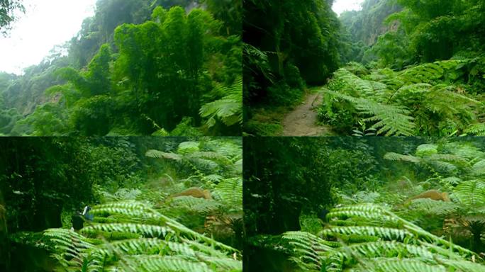 竹林 林间小路 风景 溪水