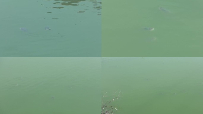 池塘 夏季鱼塘 水面 鳙鱼浮头