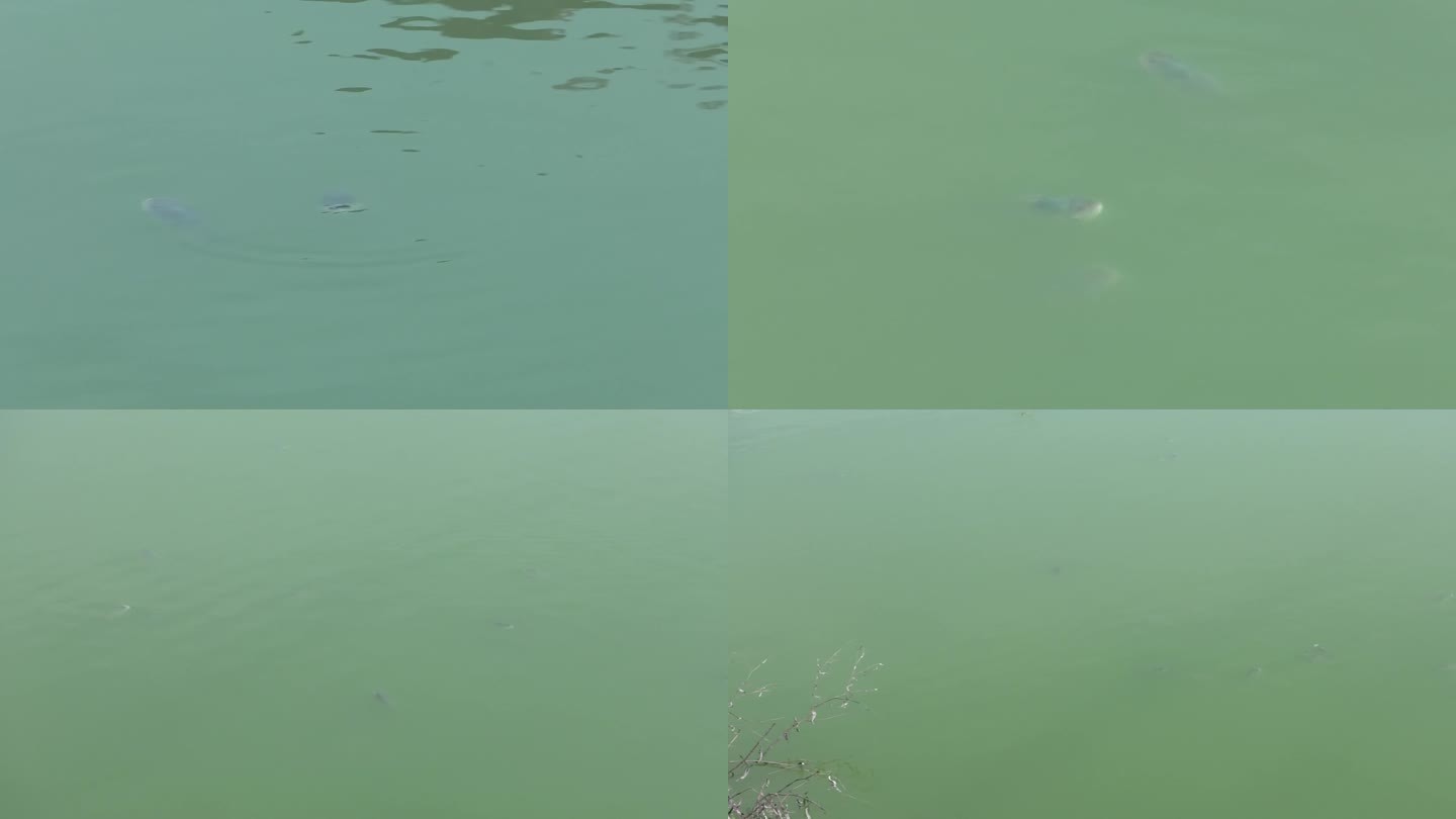 池塘 夏季鱼塘 水面 鳙鱼浮头
