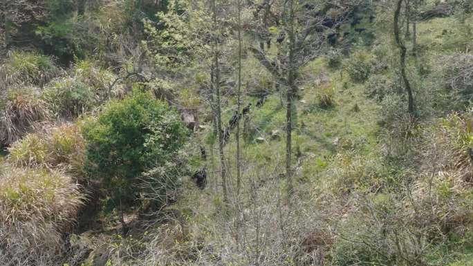 高山黑山羊群奔跑迁徙航拍素材B