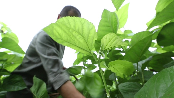 纺织 蚕丝加工 天然蚕茧