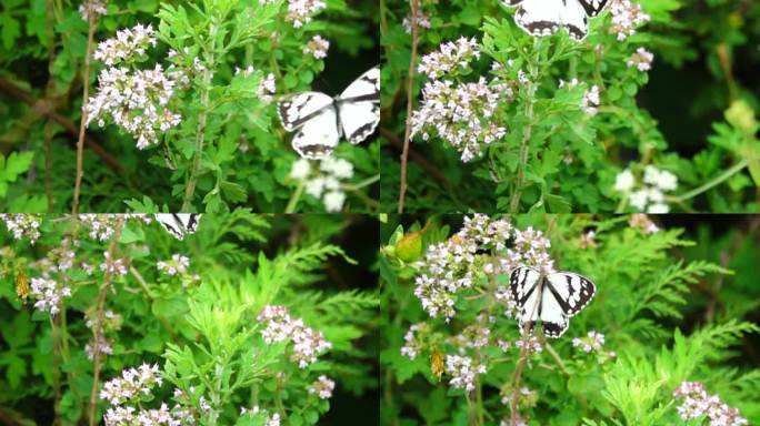 白色大花斑蝴蝶在山花丛中