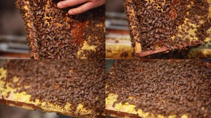传统手工取野生蜂蜜