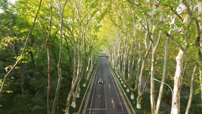 南京中山陵梧桐大道