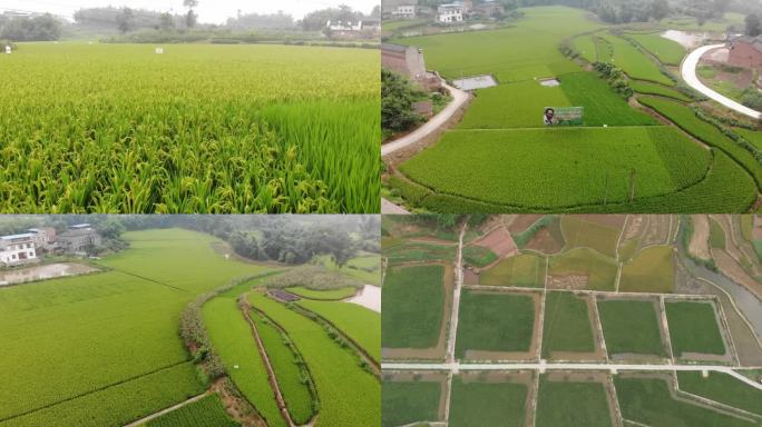 航拍美丽乡村农田水稻