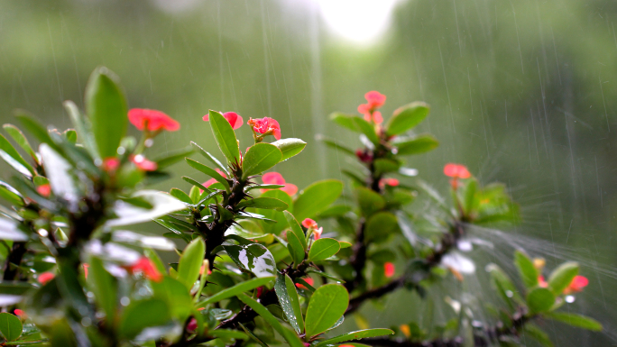 夏天下暴雨