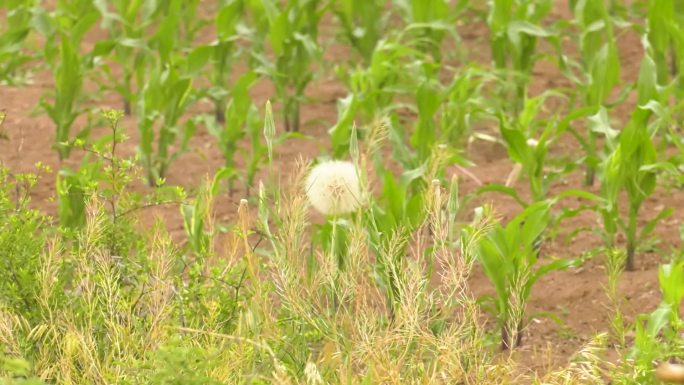 蒲公英在初夏的风中摇曳