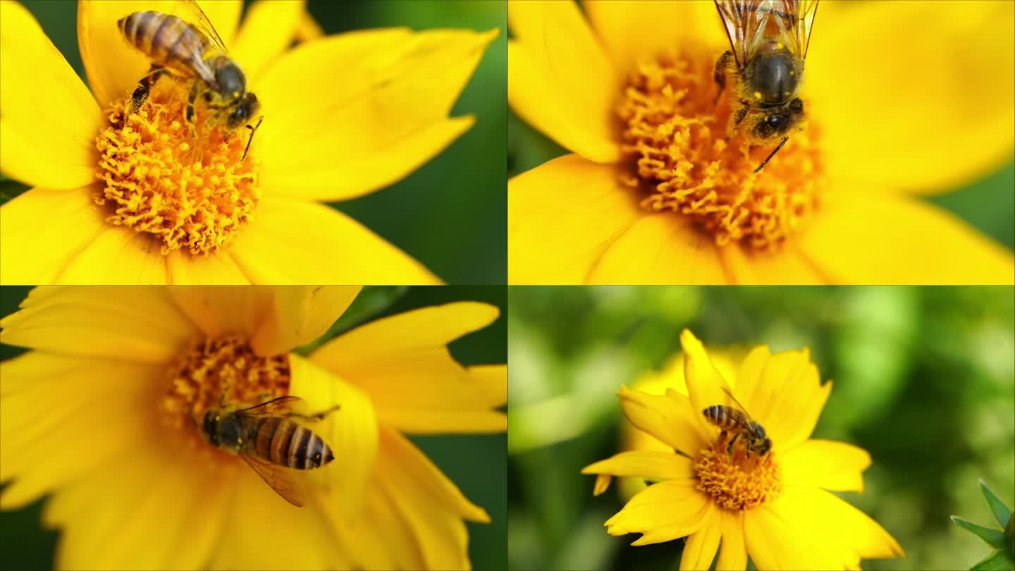 蜜蜂采蜜特写昆虫野蜂菜花油菜花
