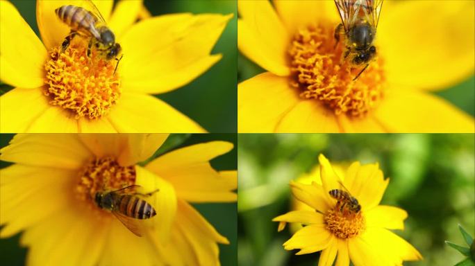 蜜蜂采蜜特写昆虫野蜂菜花油菜花
