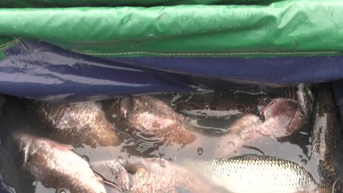 养殖场 成年鳜鱼 鳜鱼鱼种 放入孵化池