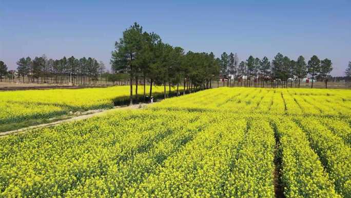 春天田野油菜花地