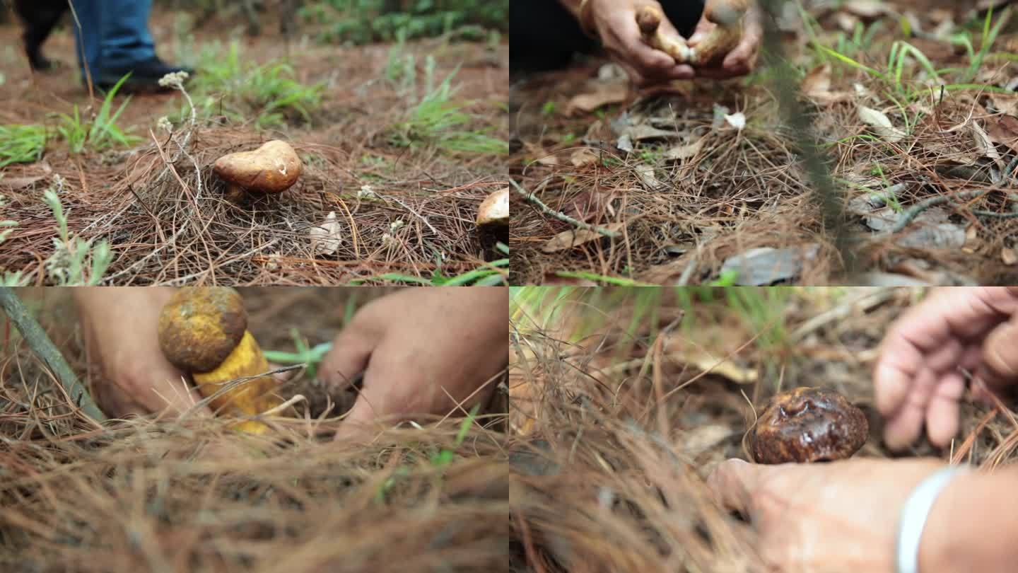 上山采摘菌子  云南野生菌