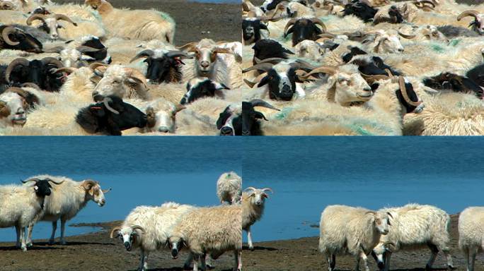 羊群 放羊  羊 畜牧业