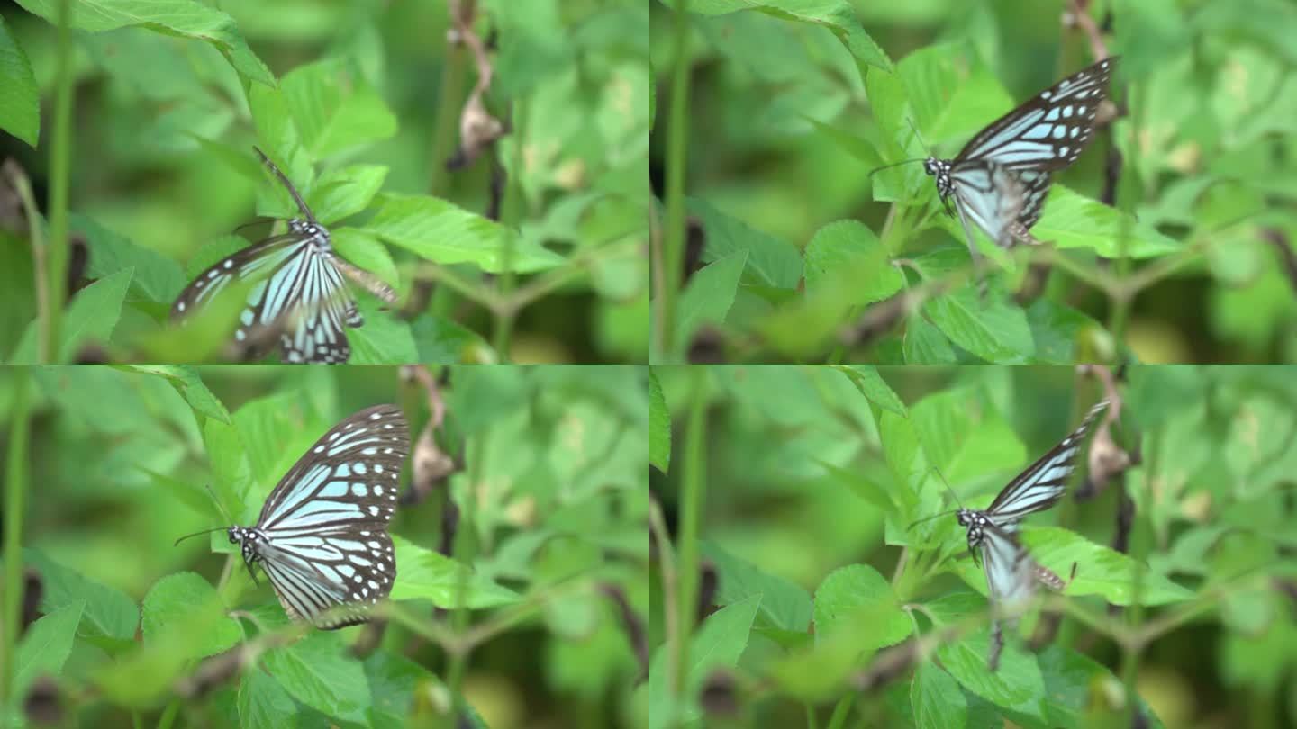 超大蝴蝶使劲扇动翅膀疑似产卵瞬间