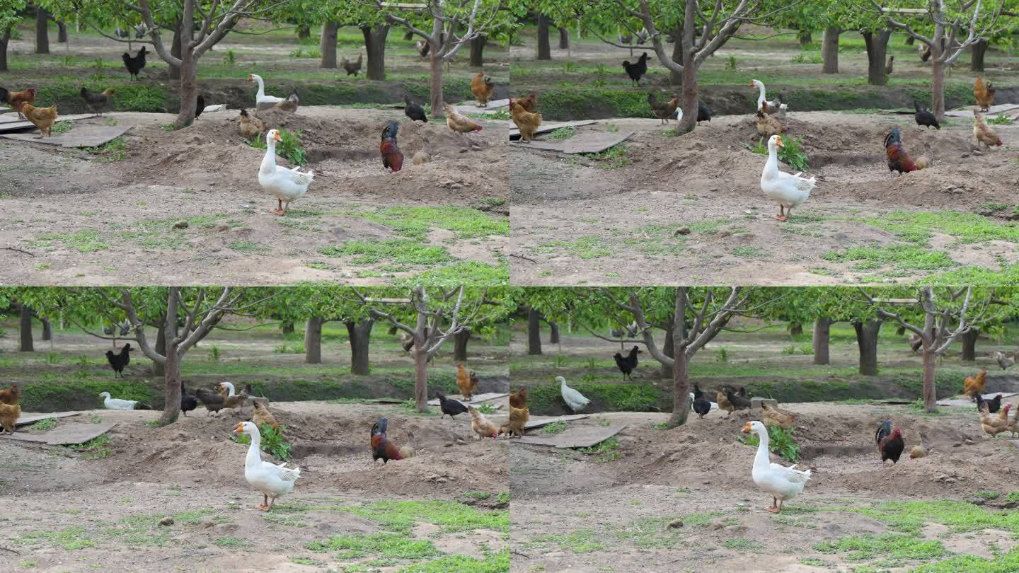 鸡鸭鹅在园林中放养散养绿色生态