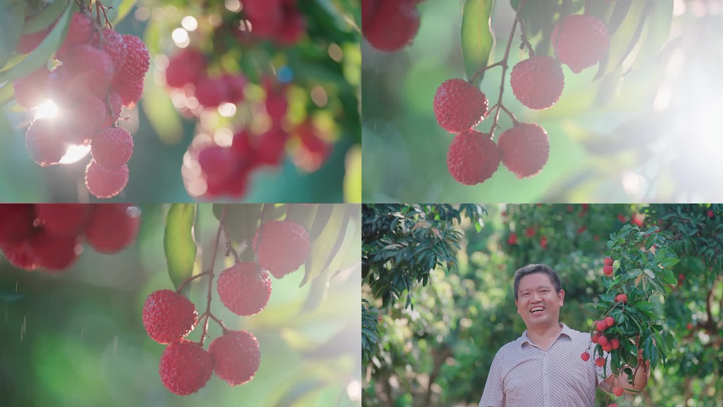 荔枝丰收