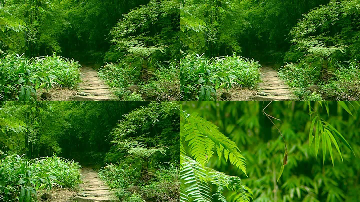 竹林 江南 林间小路 风景