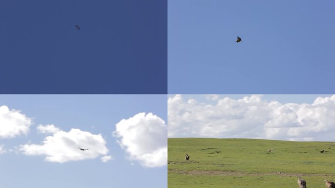 A1 兀鹫盘旋落地、天空、远景