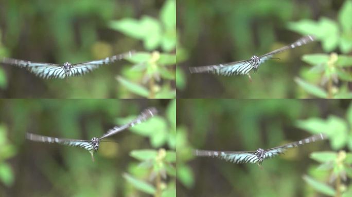 灰色花瓣大胡碟长时间正面扇动巨大的翅膀
